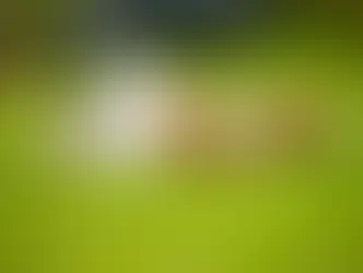 Köpekler Neden Çimenlerde Yuvarlanır? İşte Sebepleri!