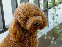 Canayakın ve Akıllı Poodle Rehberi