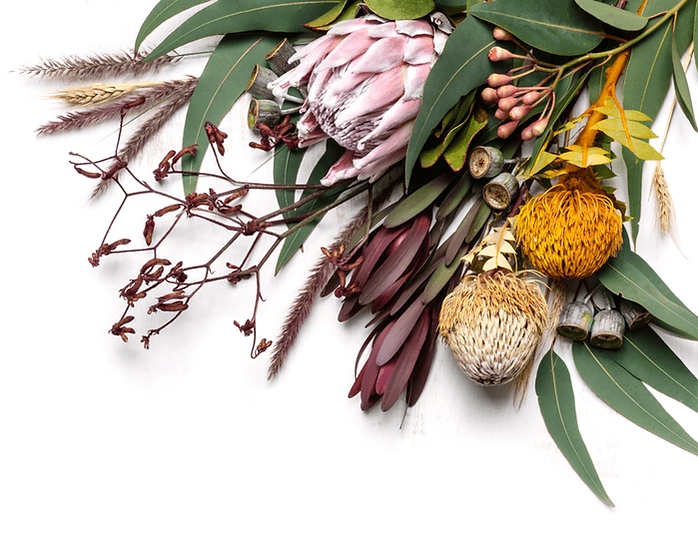 timeless-spa-vidola-protea-blume-2.png
