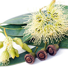 timeless-spa-aromatherapie-eukalyptus.jpg