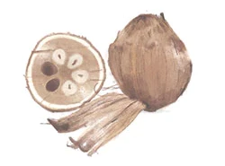 Watercolour drawing of nut