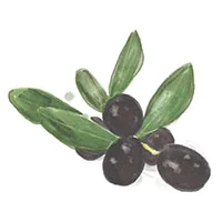 Watercolour drawing of prunes