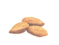 Watercolour drawing of almonds