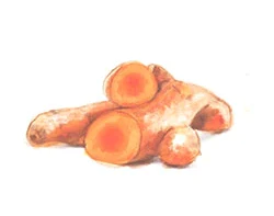 Watercolour drawing of tumeric
