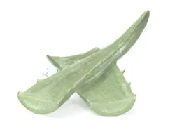 Watercolour drawing of aloe vera