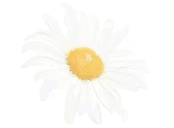 Watercolour drawing of a daisy