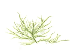 Watercolour drawing of seaweed