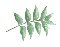 Watercolour drawing of a leaf
