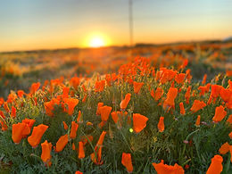 A SoCal Social Distancing Escape - Catch the Beautiful Poppies in Bloom