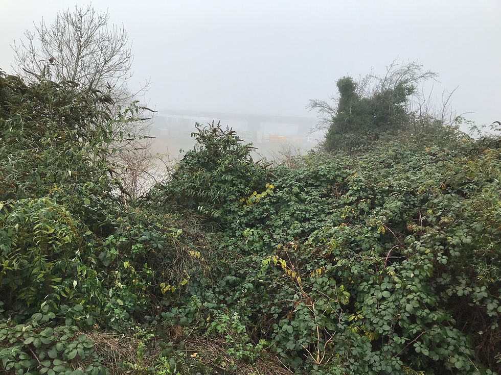 The overgrown allotments on a foggy day