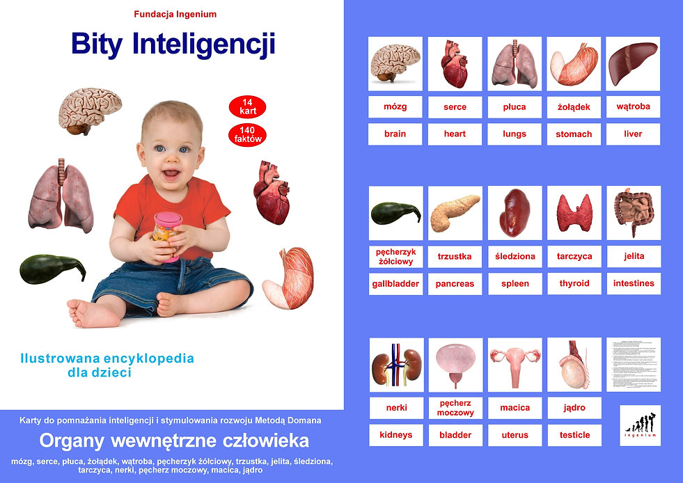 Bity inteligencji Karty Flashcards Organy wewnętrzne człowieka Wczesna edukacja Metoda Domana Wczesna edukacja karty obrazkowe