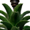 Thumbnail: Rare pair of Jean Roger palm tree lamps