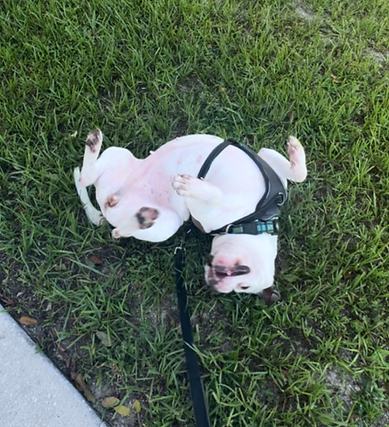 Poop scooping and yard cleanup service in Northern Brevard County, Florida — Furriendly Critter Sitters