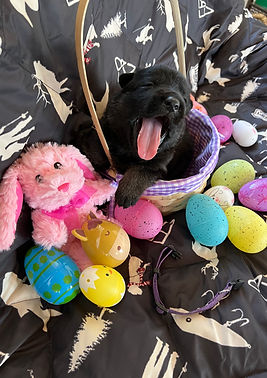 C Litter