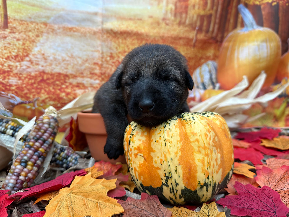 Sleepy Pup