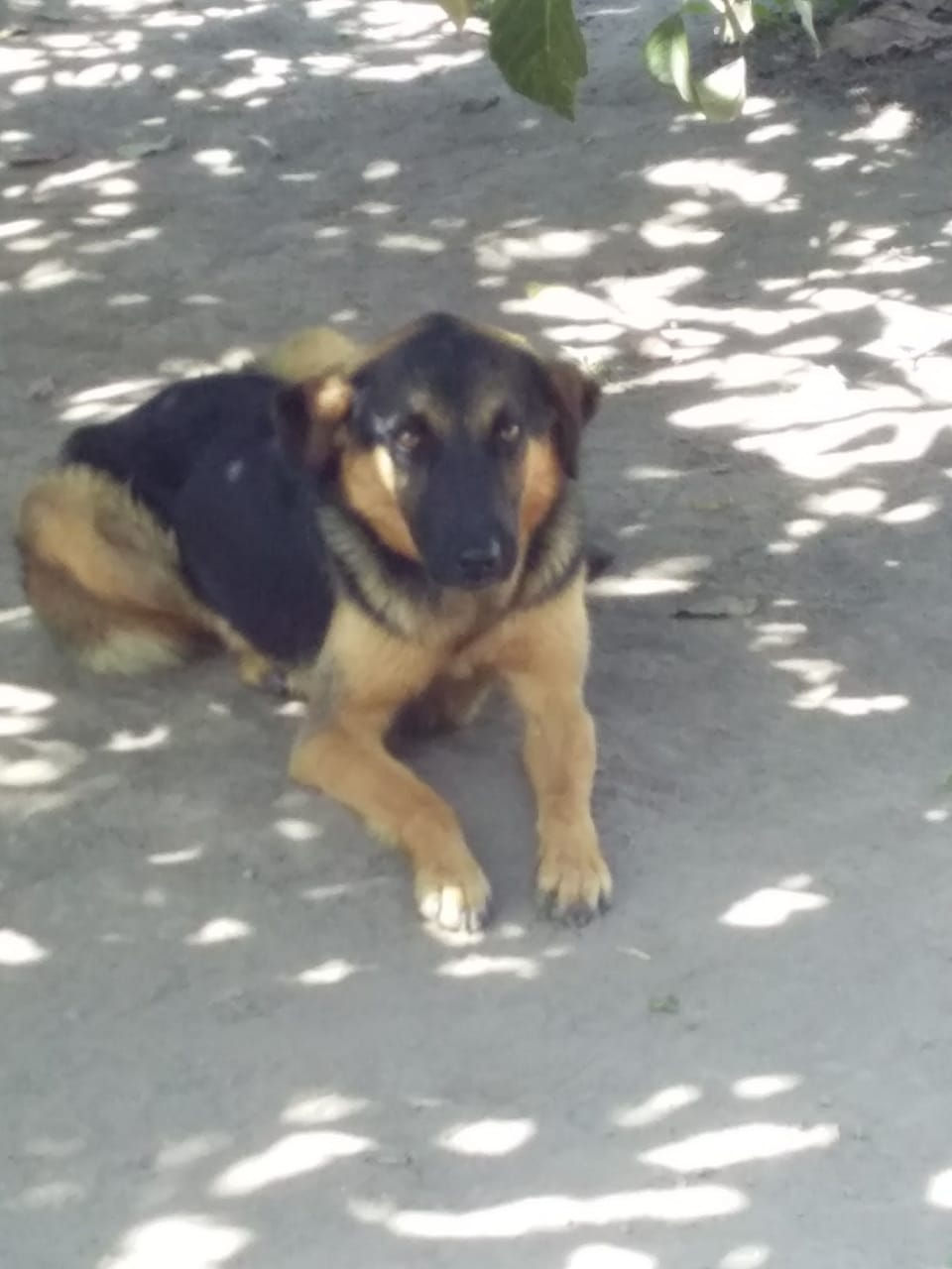 Negra