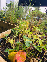 Flower Planting, Dance & Play at ShantiBee