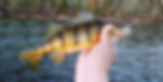 Yellow Perch
