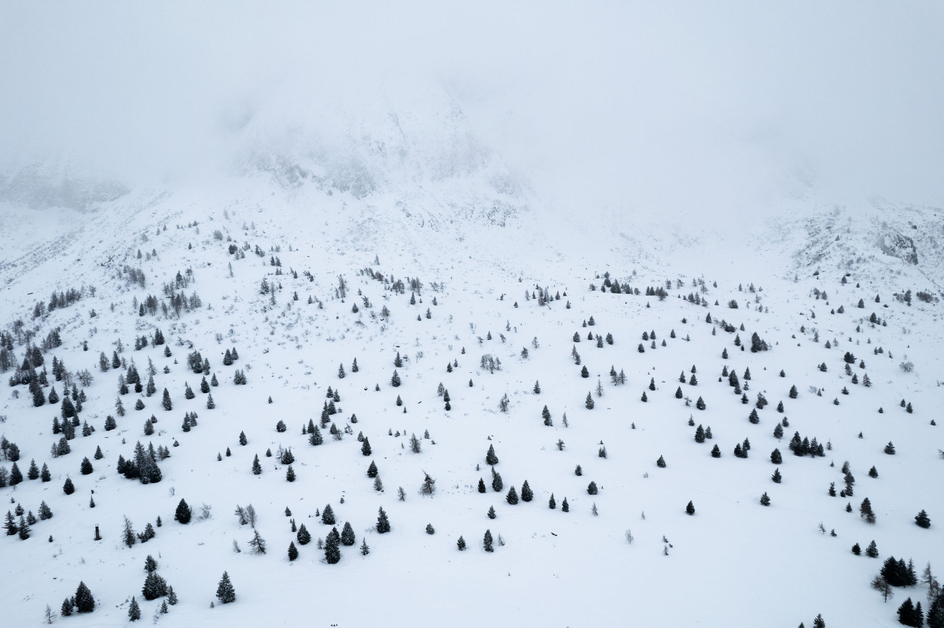 Snowy mountains with scattered pine trees