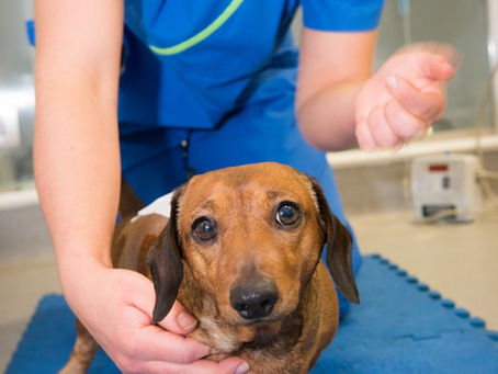 Qu'est ce que un disque intervertébral et une hernie discale chez le chien 
