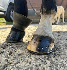 Two horse hoofs with horseshoes on 