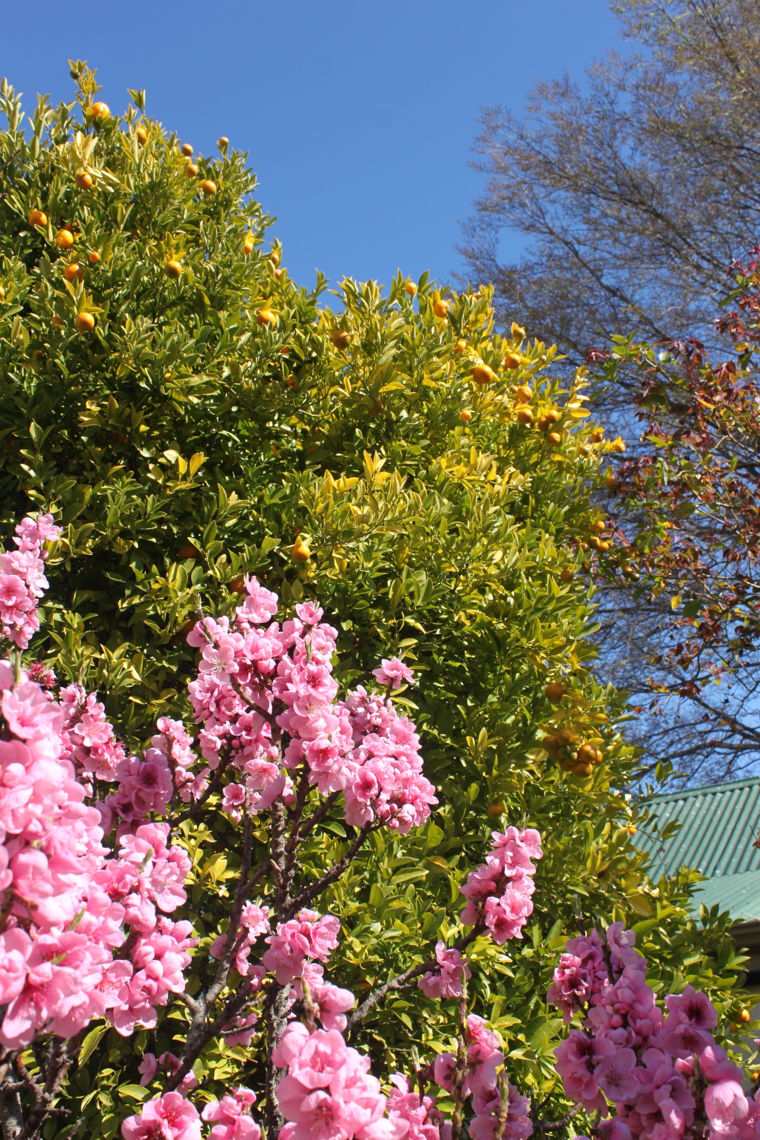 Corner Cottage garden