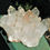 Thumbnail: Iron Included Himalayan Quartz Cluster