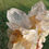 Thumbnail: Iron Included Himalayan Quartz Cluster