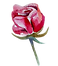Rose 1