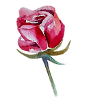Rose 1