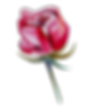 Rose 1