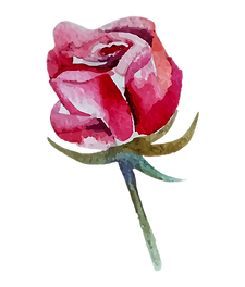 お花イラスト