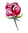 rose 1