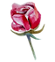 Rose 1