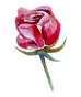 Rose 1
