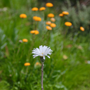 Everyone’s Different... Sort of 