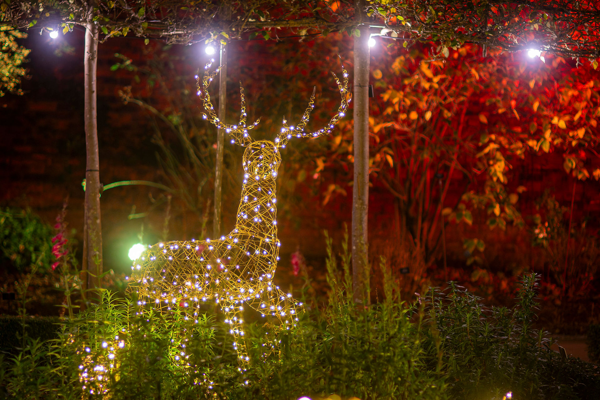 The Alnwick Garden lit up for Christmas with sparkling lights, capturing the festive spirit of Northumberland living in winter.