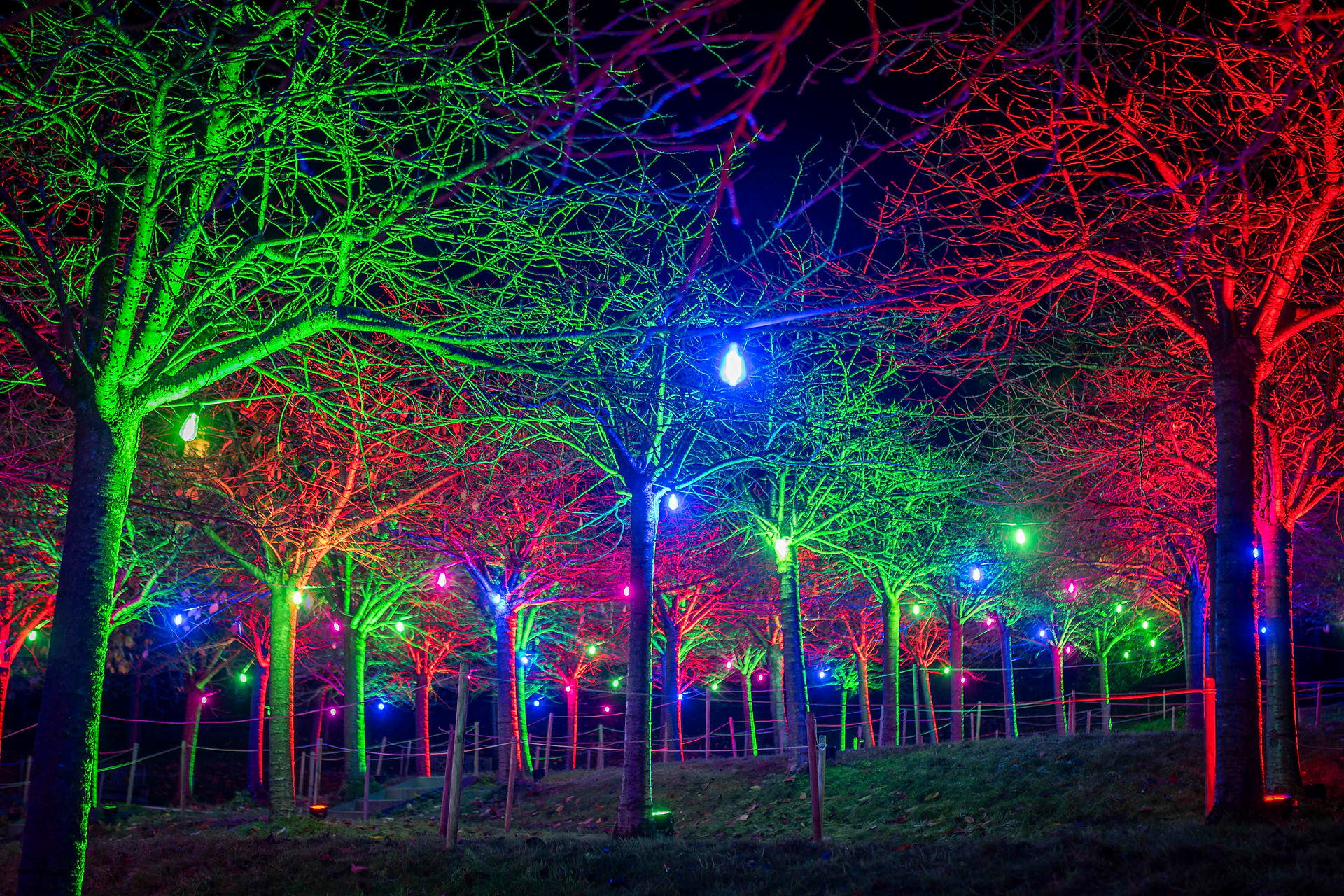 The Alnwick Garden lit up for Christmas with sparkling lights, capturing the festive spirit of Northumberland living in winter.