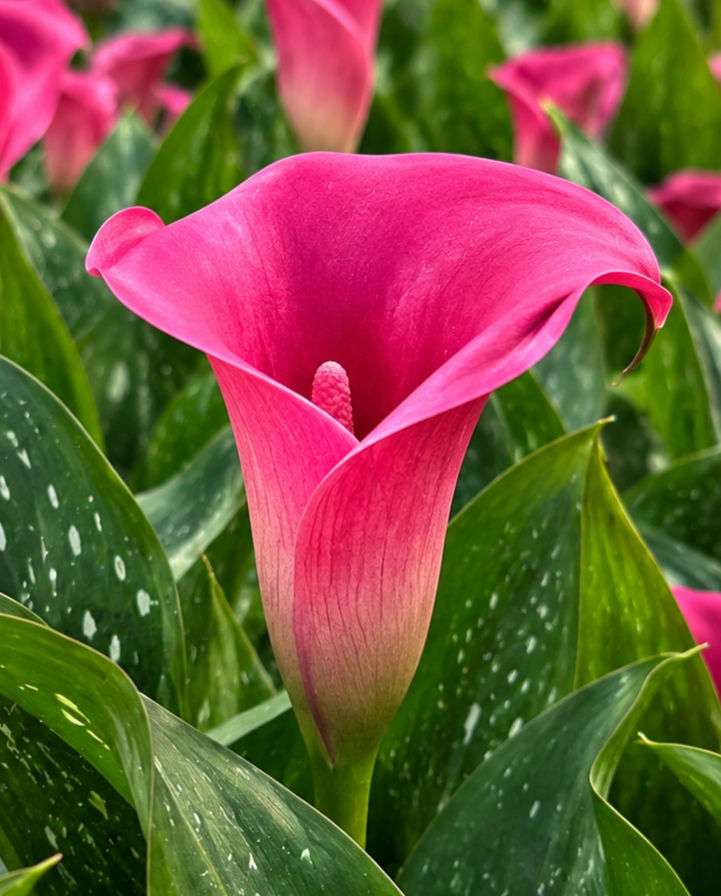 Pink Harmony