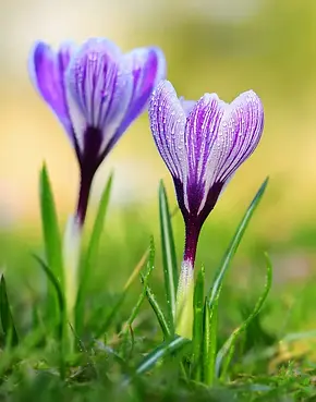 krokus