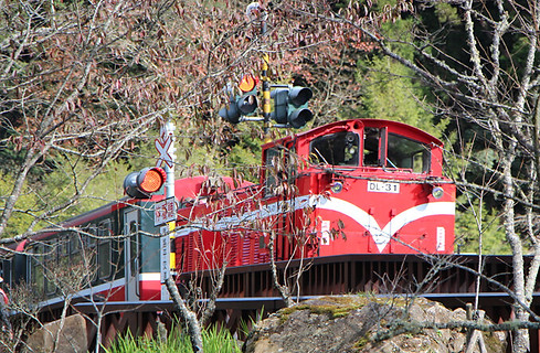 Alishan Railway Experience