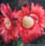 Gerbera Daisies