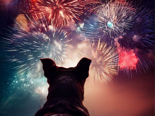 Bắn pháo hoa dịp lễ: Làm sao để chó không hoảng sợ trước tiếng ồn?