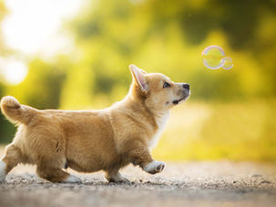 Nuôi chó giúp tăng tuổi thọ của "con sen"