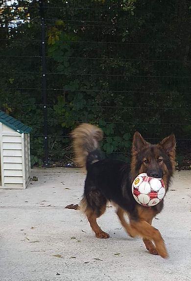 sampson