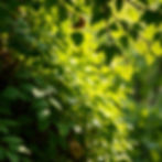 nature.jpg