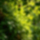 nature.jpg