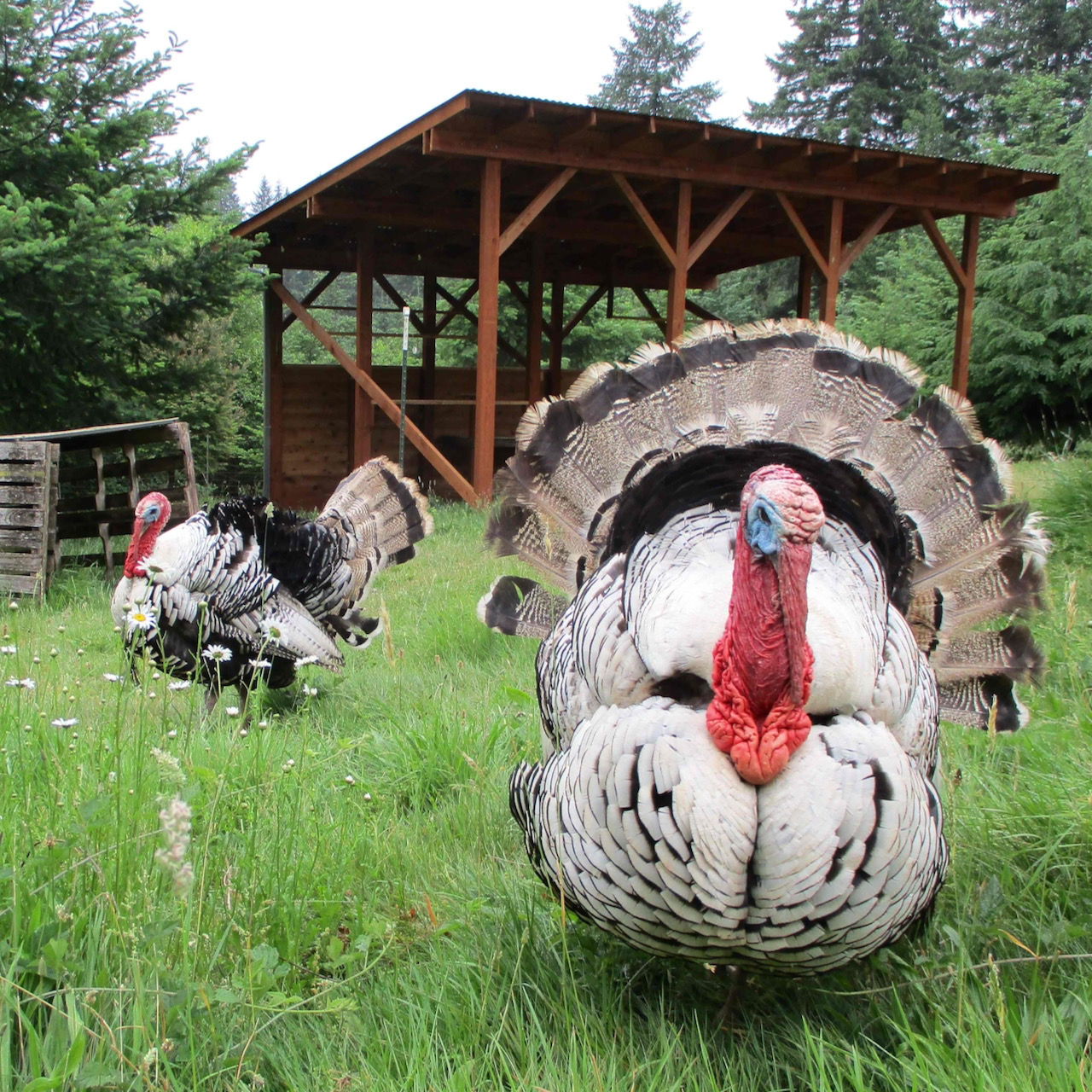 two tom turkeys in pasture