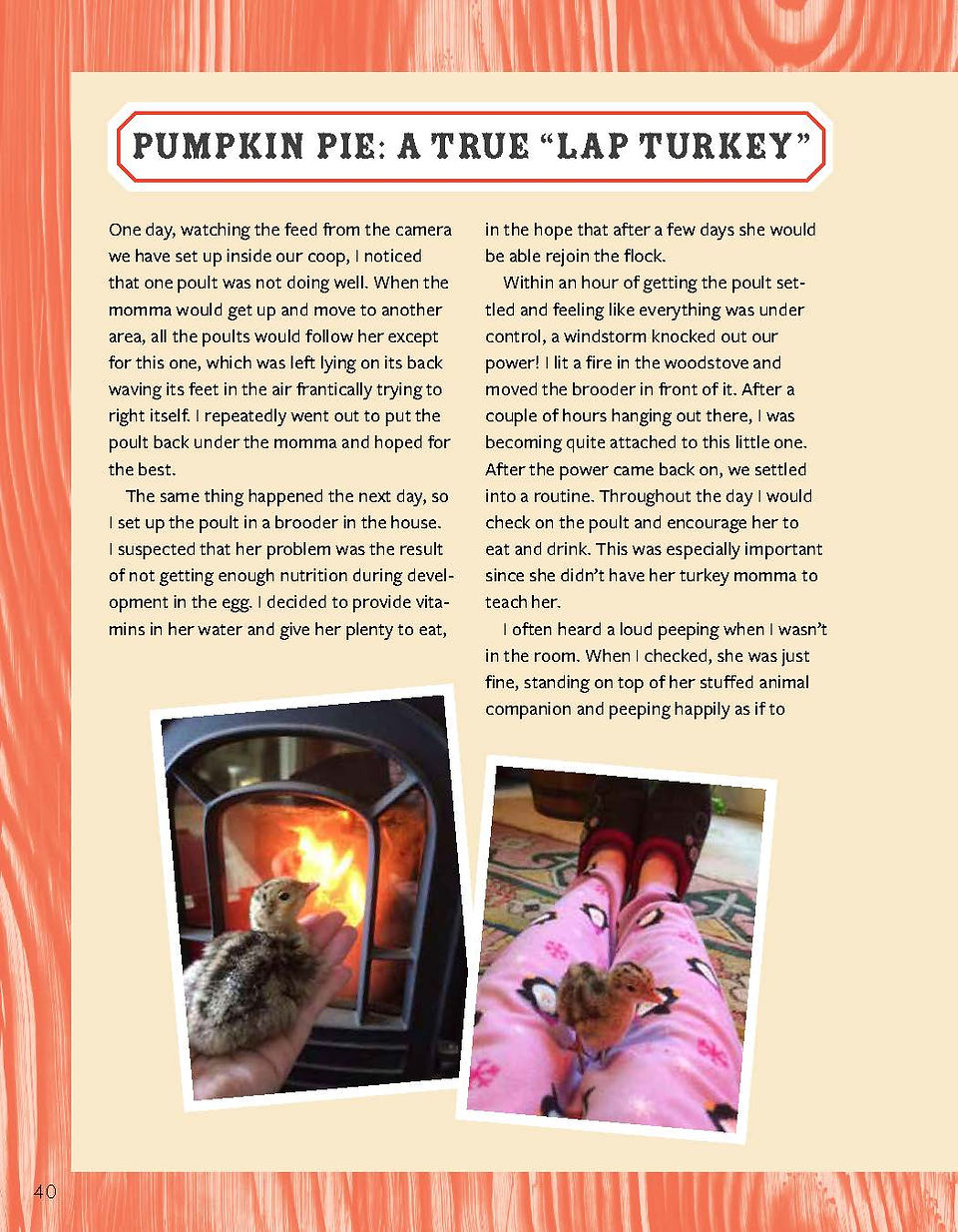 raising turkeys book excerpt