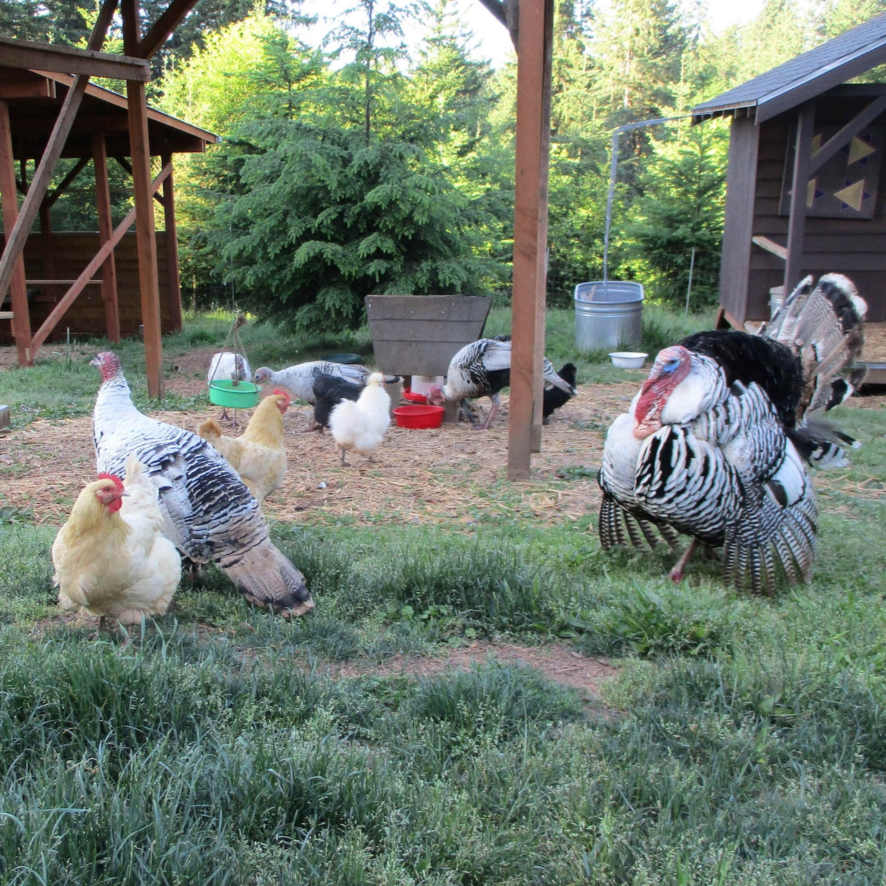 turkey and chicken flock